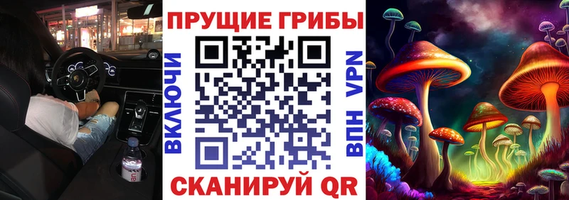 blacksprut вход  Северобайкальск  Псилоцибиновые грибы Psilocybe 