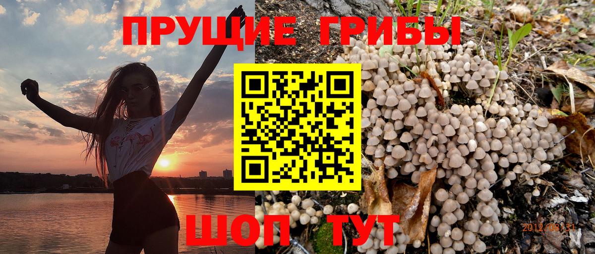 Псилоцибиновые грибы Psilocybe  Северобайкальск 